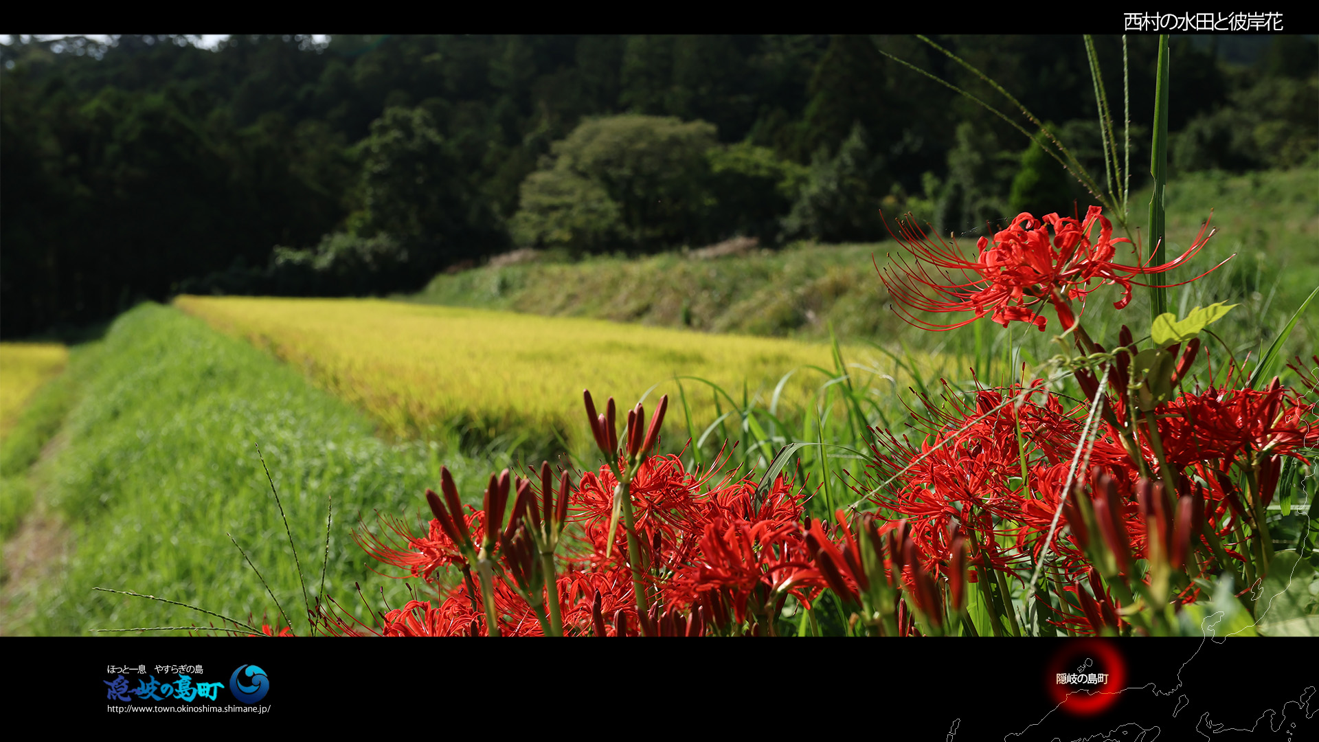 西村の水田と彼岸花（壁紙ワイド1920&times;1080）の写真