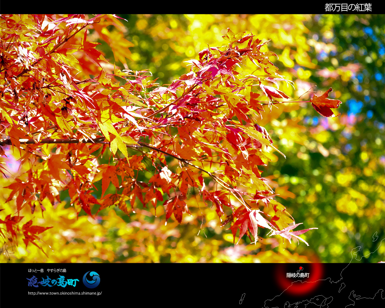 <p>都万目の紅葉（壁紙スタンダード1600&times;1200）</p>
  <p>&nbsp;</p>の写真