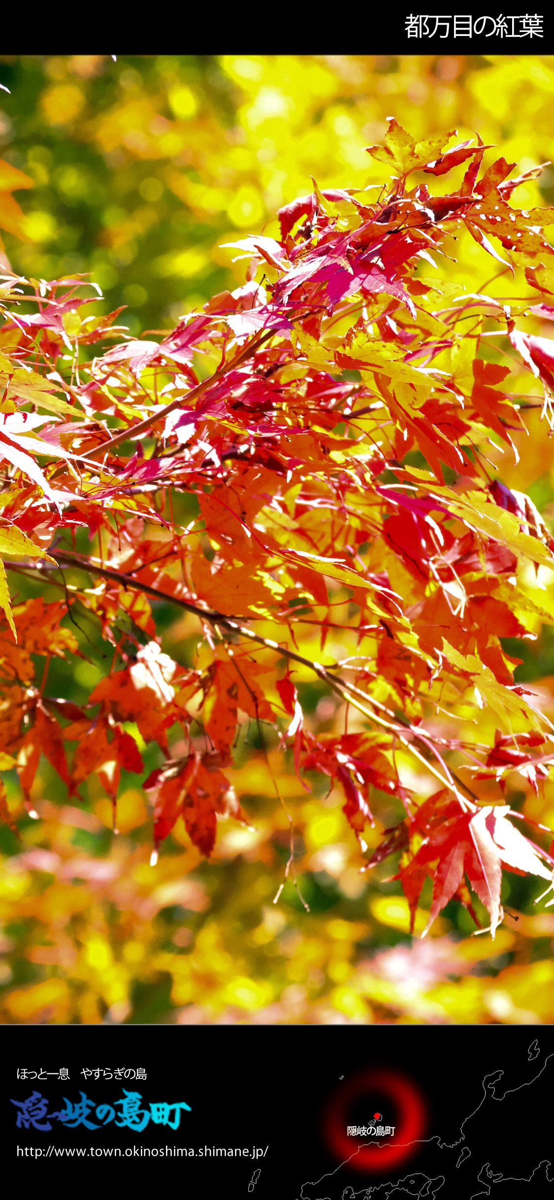 都万目の紅葉（スマホ用1125&times;2436）の写真