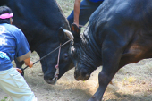 New Year's Bull Sumo Tournament