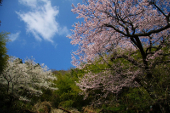 Yononaka cherry blossom flowering season at Ganya