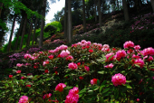 Murakami-ke Oki Rhododendron Festival