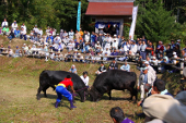 一夜岳斗牛大会